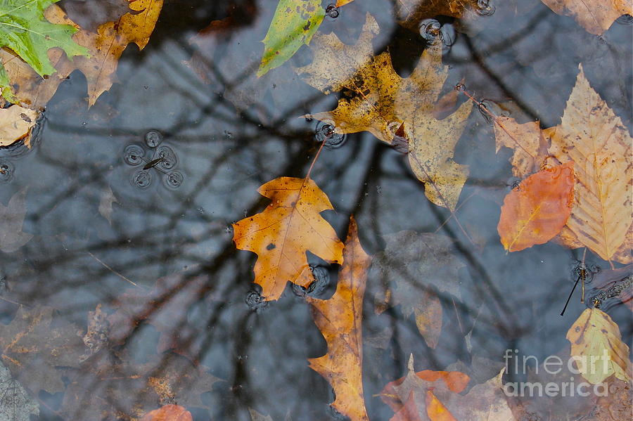 Fall Photograph - Reflections of Fall by Marie Spence