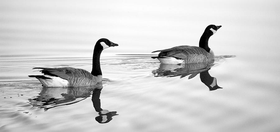 Reflections of Geese Photograph by Jason Politte