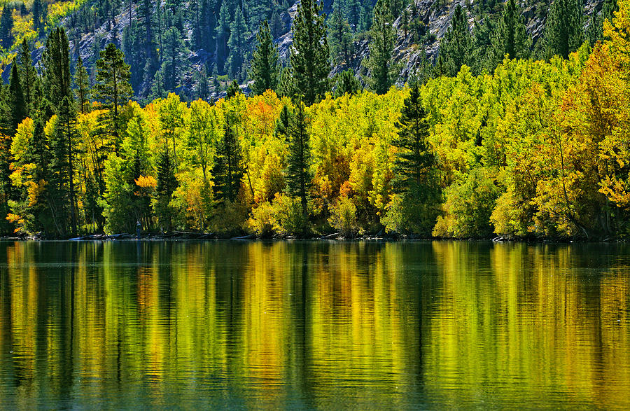 Tree Photograph - Golden Reflections on Silver Lake by Lynn Bauer