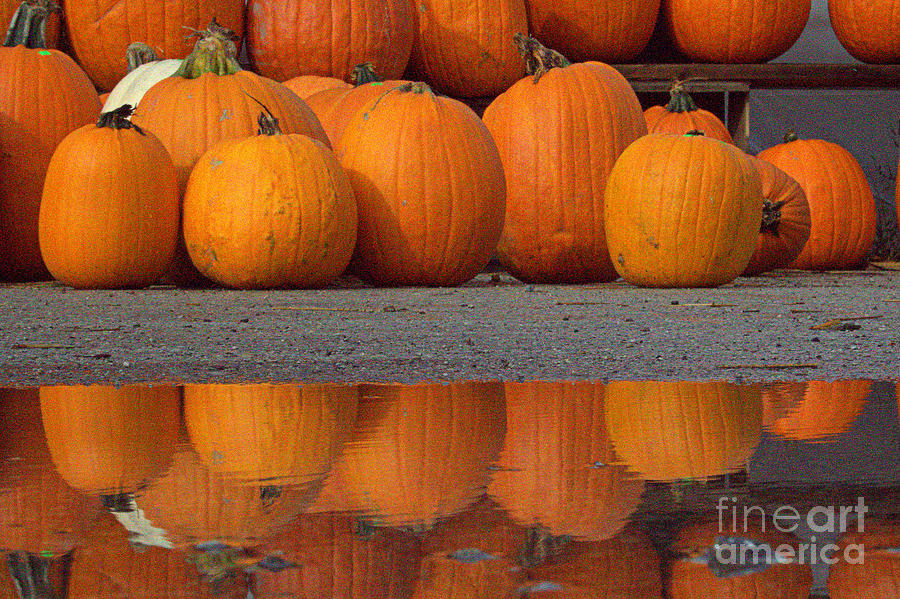 Reflections of Pumpkin Photograph by Jale Fancey