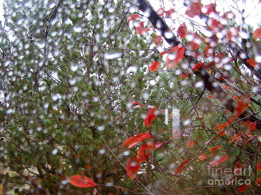 Spring Photograph - Reflections of Rain by LeLa Becker