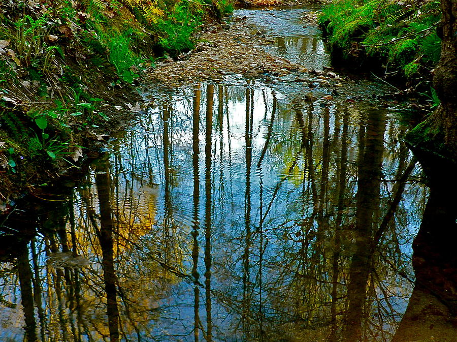 Spring Photograph - Reflections of Spring by Jean Wright