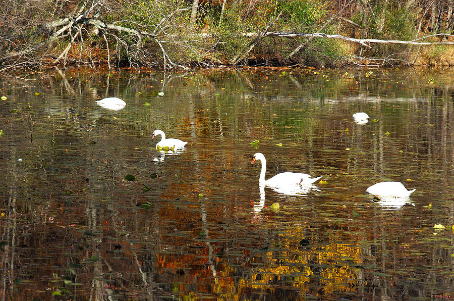Reflections Of Swans Photograph by Janice Adomeit
