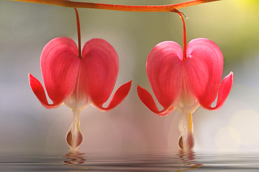 Reflections of Two Hearts Photograph by Peggy Collins
