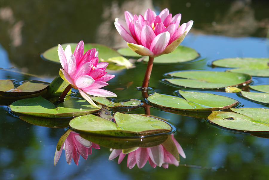 Reflections Of Water Lilies Photograph by Janice Adomeit