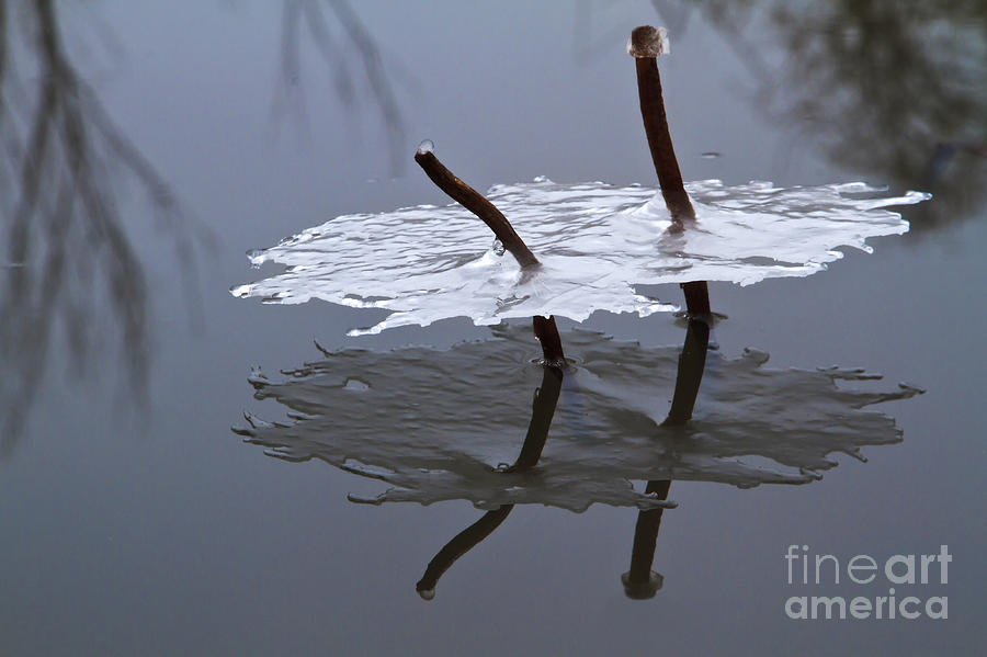 Reflections of Winter Photograph by Dennis Hedberg