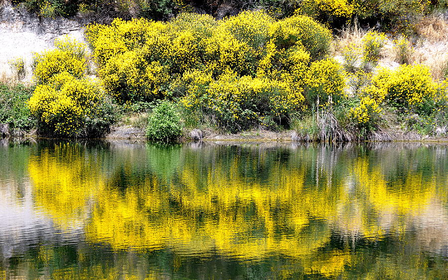 Reflections of Yellow Photograph by AJ  Schibig