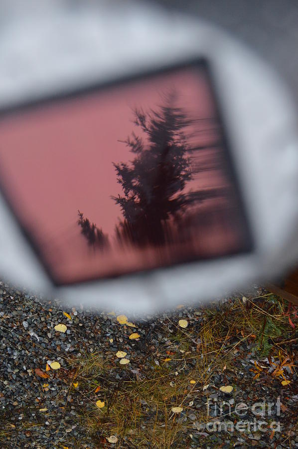 Reflections On A Big Pink Spruce Photograph