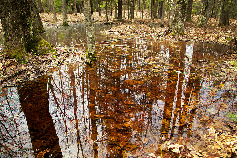 Reflections on a Forest Floor Photograph by Mary Lee Dereske
