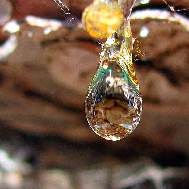 Nature Photograph - Reflections On A Fresh Drop Of Sap the by Cynthia Post