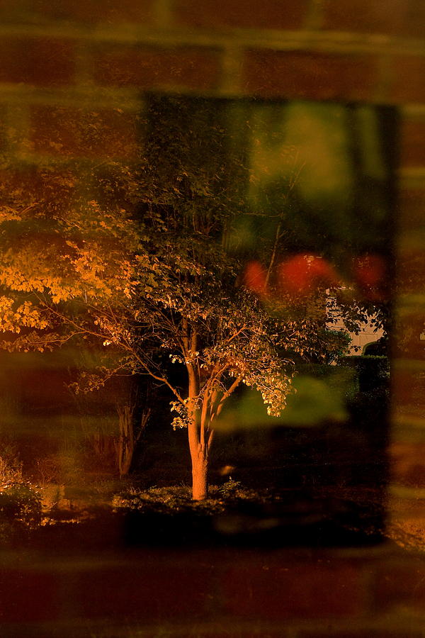 Tree Photograph - Reflections On A Night Scene by Charles Shedd