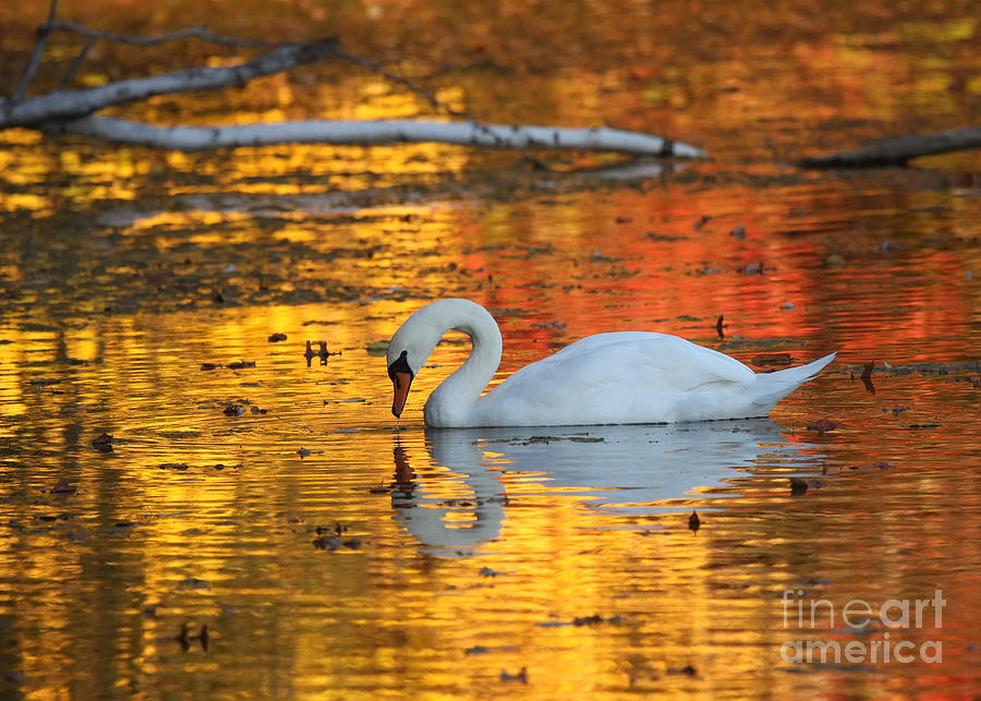 Reflections on Golden Pond Photograph by Jayne Carney