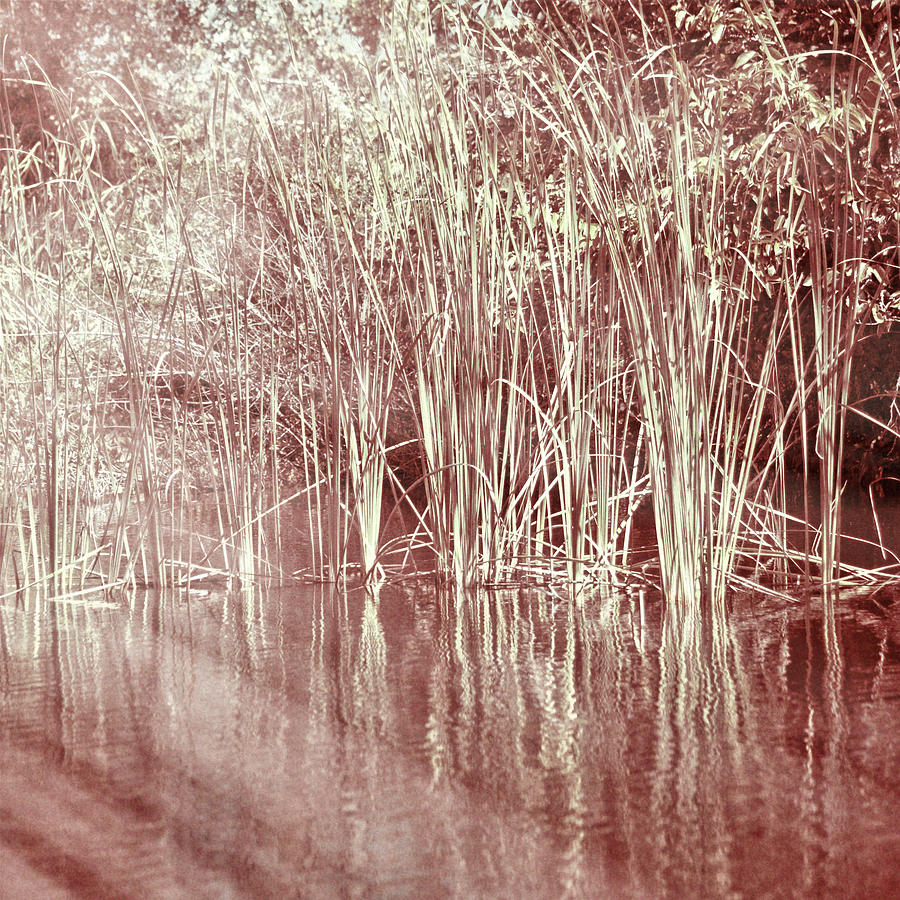 Reflections on Lake Trafford Photograph by Carolyn Marshall