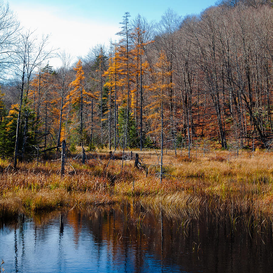 Reflections on the South End of Bald Mountain Pond Photograph by David Patterson