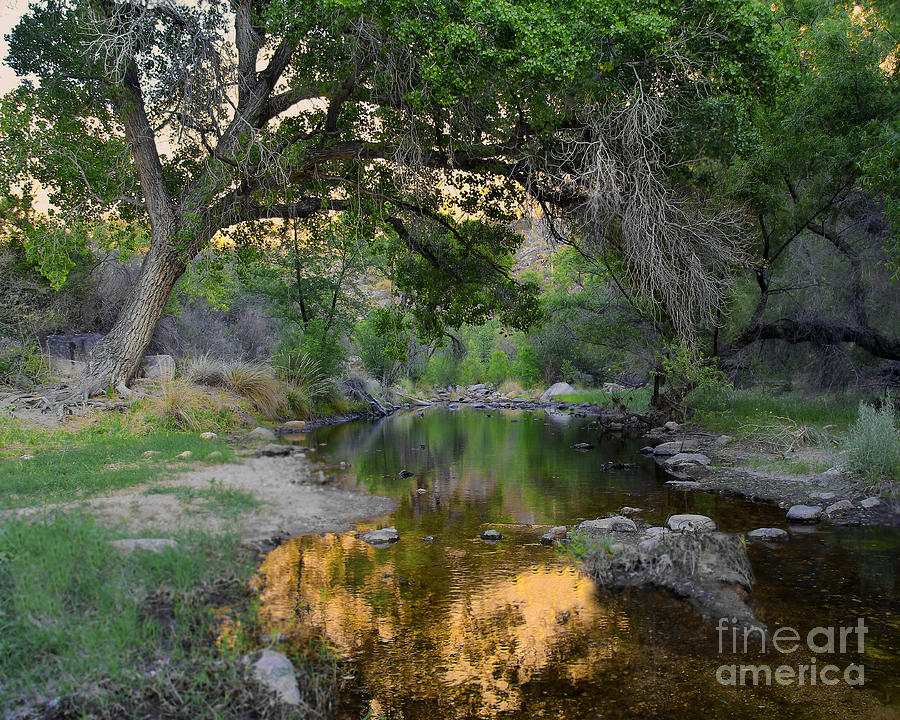 Reflections Sabino Canyon Photograph by Jemmy Archer