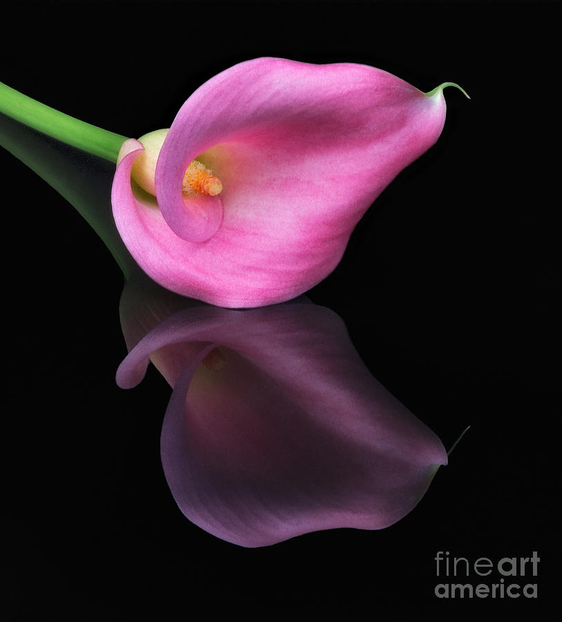 Flower Photograph - Reflections by Susan Candelario