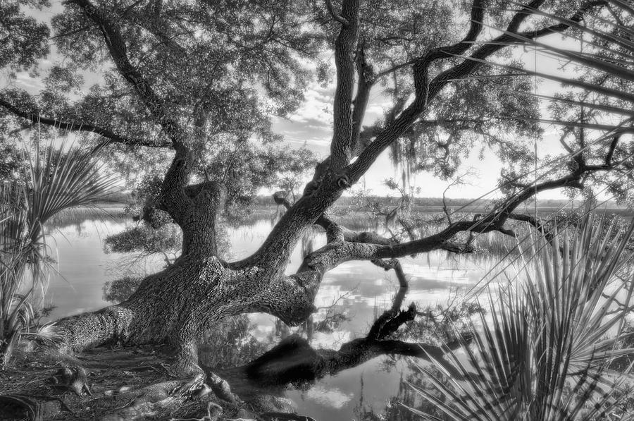 Salt Marsh Photograph - Reflections Under the Twisted Oak by Ginny Horton