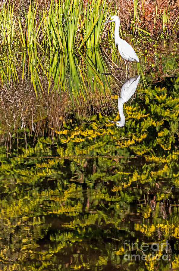 Reflections with Egret Photograph by Kate Brown