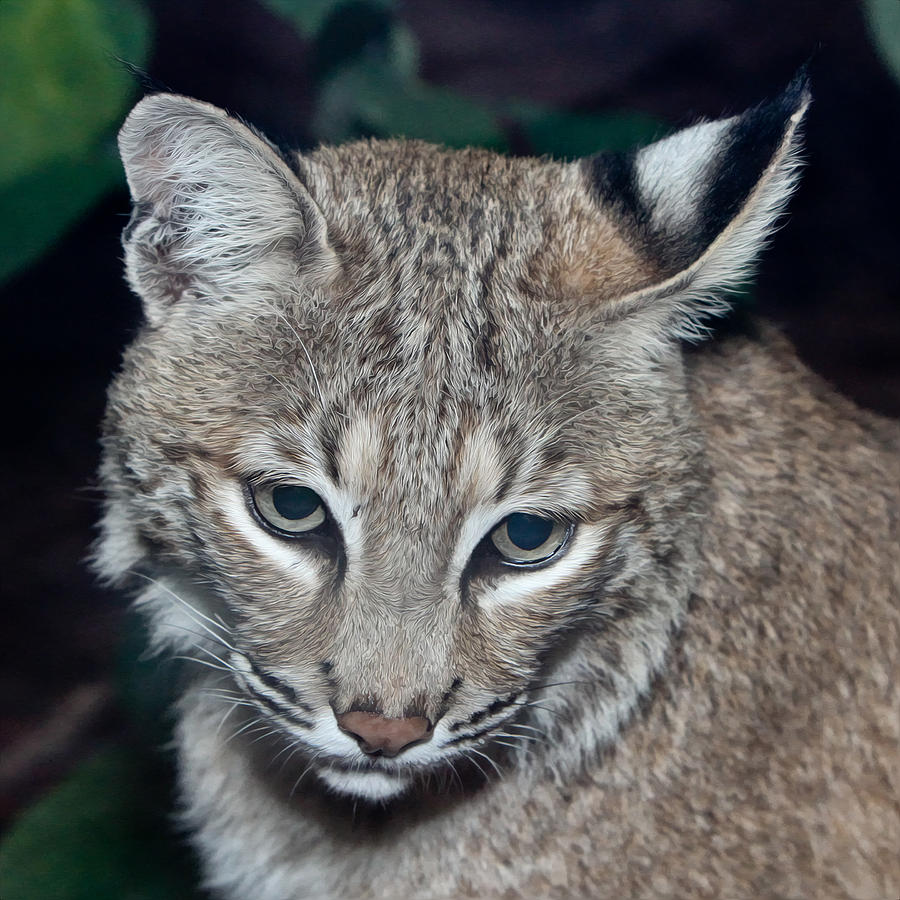 Reflective Bobcat Painting by John Haldane | Fine Art America