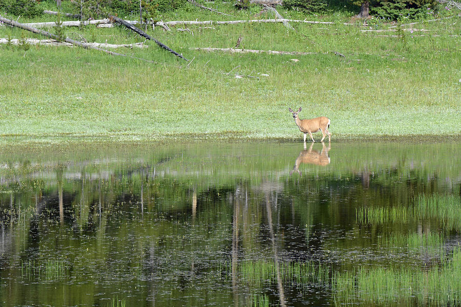 Reflective Deer in Yellowstones Divide Lake Photograph by Bruce Gourley