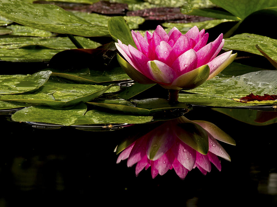Reflective Hardy Water Lily Photograph by Jean Noren