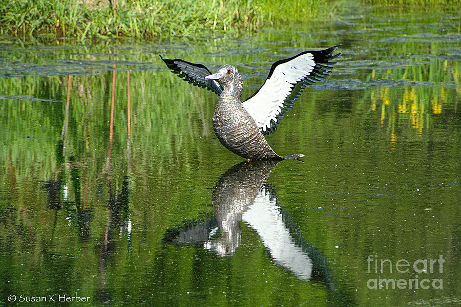 Reflective Loon Photograph by Susan Herber