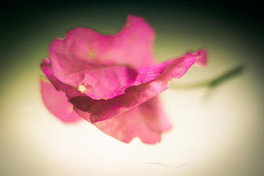 Flowers Still Life Photograph - Reflective by Niki Van Velden