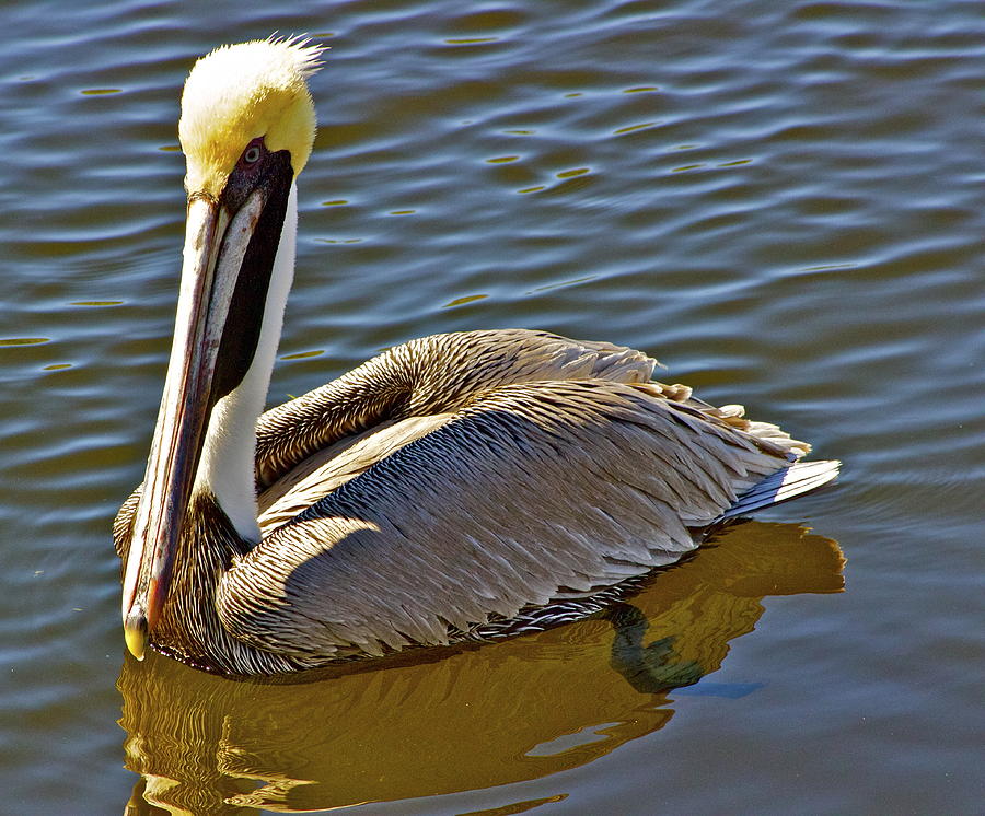 Reflective Pelican Photograph by Alice Mainville