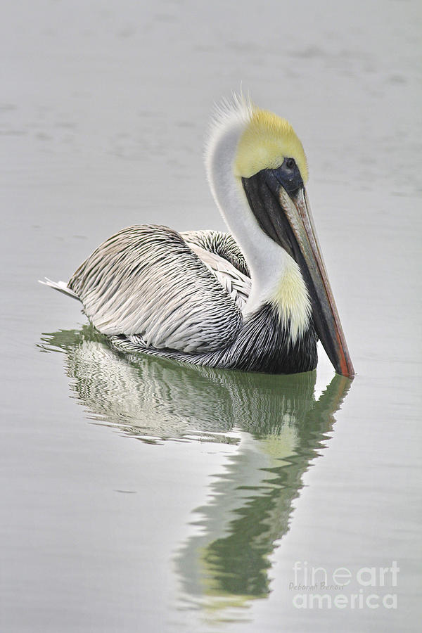 Pelican Photograph - Reflective Pelican by Deborah Benoit