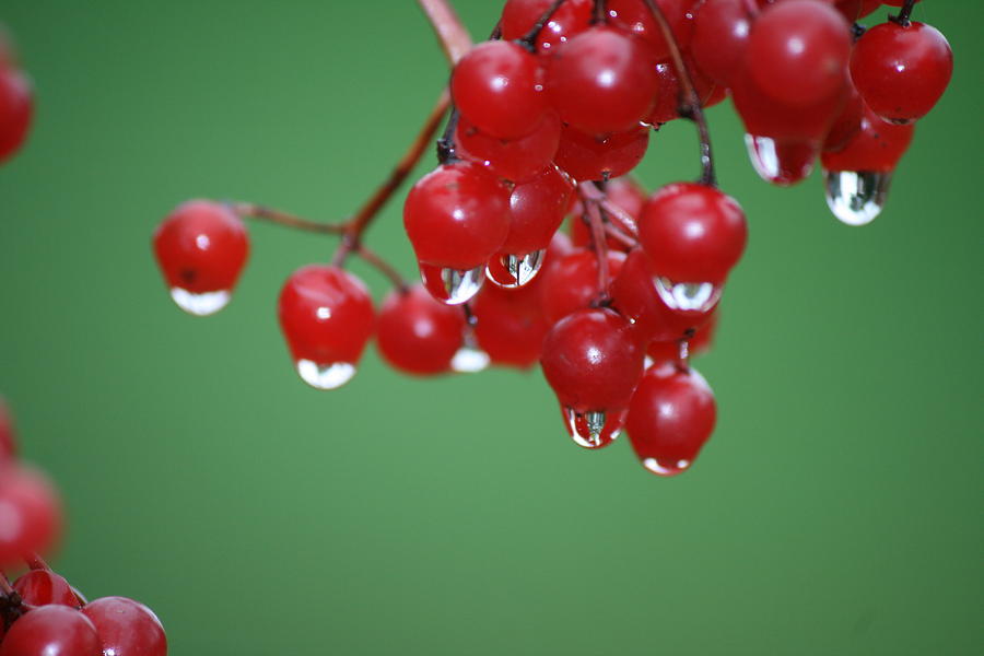 Flower Photograph - Reflective Red Berries  by Neal Eslinger