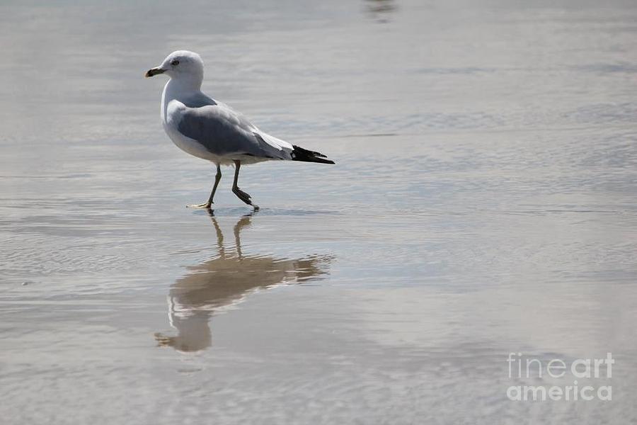 Reflective Seagull Photograph by Deena Withycombe
