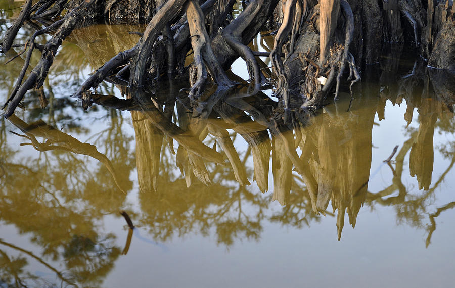 Reflective Stump Photograph by Bruce Gourley