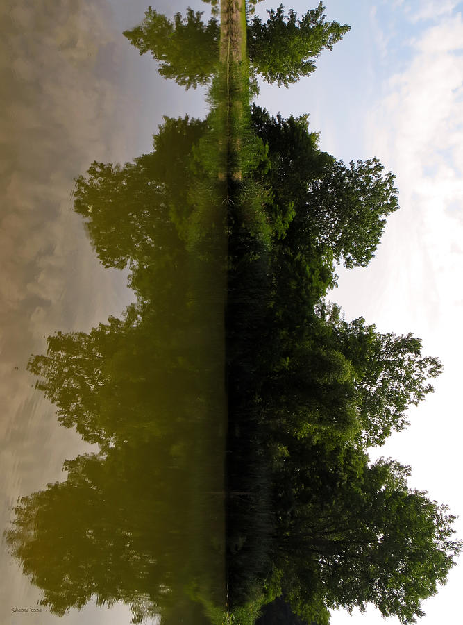 Reflective Symmetry  Photograph by Shawna Rowe