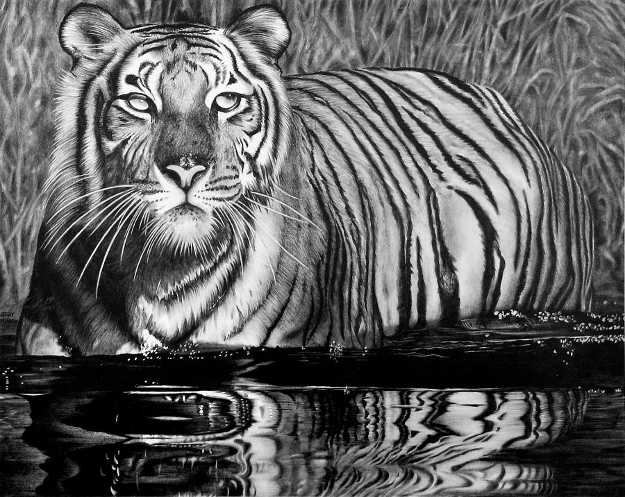 Wildlife Drawing - Reflective Tiger by Jerry Winick