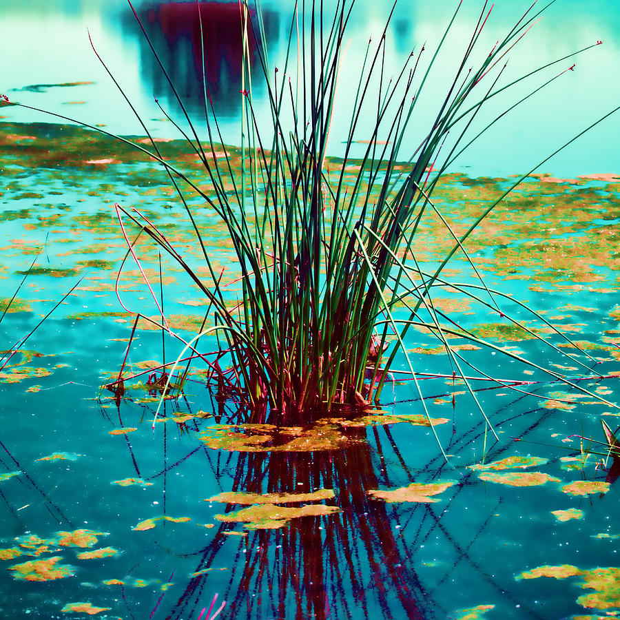 Reflective Water Plants Photograph by Bonnie Bruno
