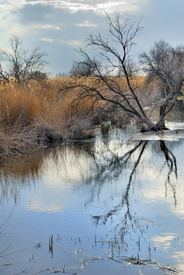 Reflejos Photograph by Guido Montanes Castillo - Fine Art America