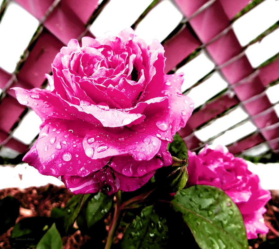 Rose Photograph - Refreshed by Shawna Rowe