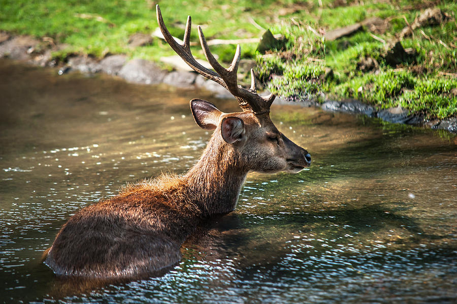 Refreshing 2. Male Deer in the Pampelmousse Botanical Garden. Mauritius Photograph by Jenny Rainbow