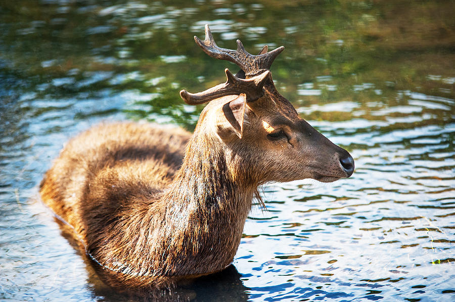Nature Photograph - Refreshing 3. Male Deer in the Pampelmousse Botanical Garden. Mauritius by Jenny Rainbow