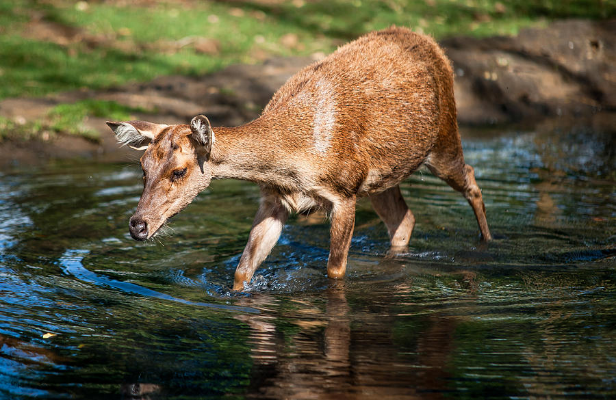Nature Photograph - Refreshing. Female Deer in the Pamplemousse Botanical Garden. Mauritius by Jenny Rainbow