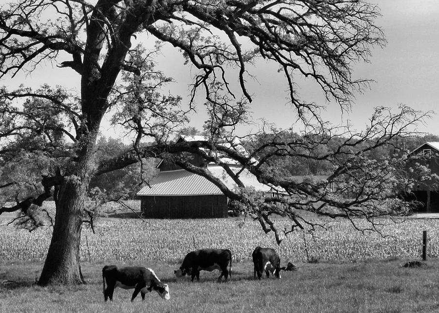 Barn Photograph - Refreshing by Tom Druin