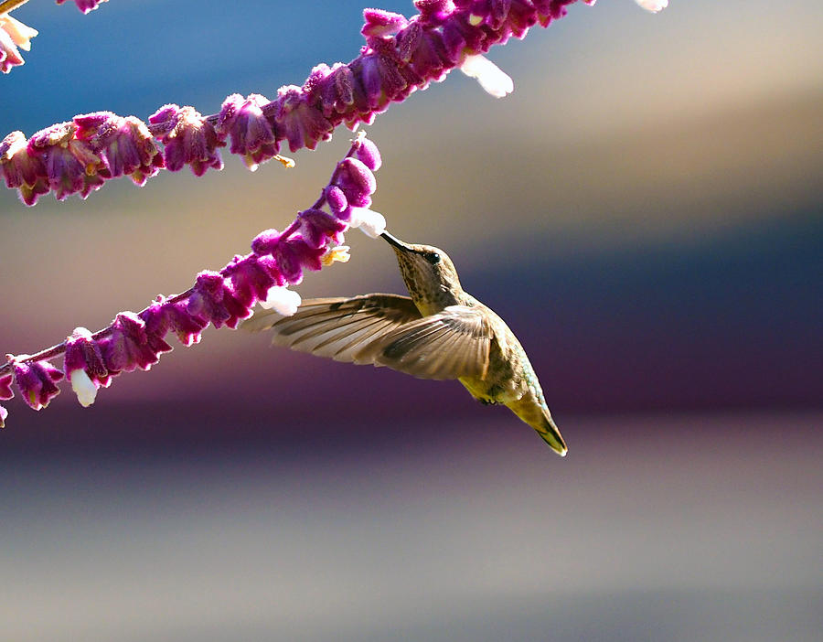 Hummingbird Photograph - Refueling by Joe Schofield