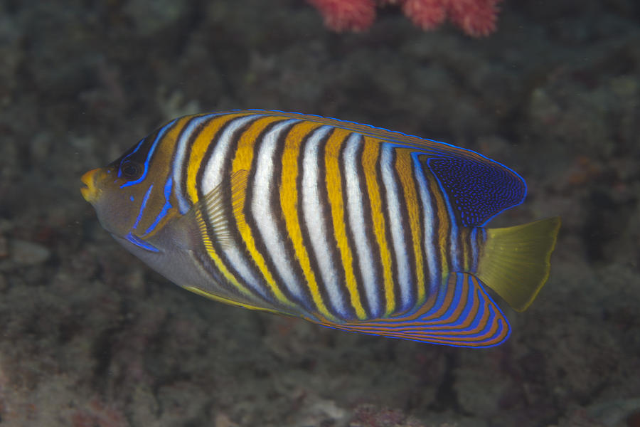 Regal Angelfish Swimming In Waters Photograph by Terry Moore - Fine Art ...