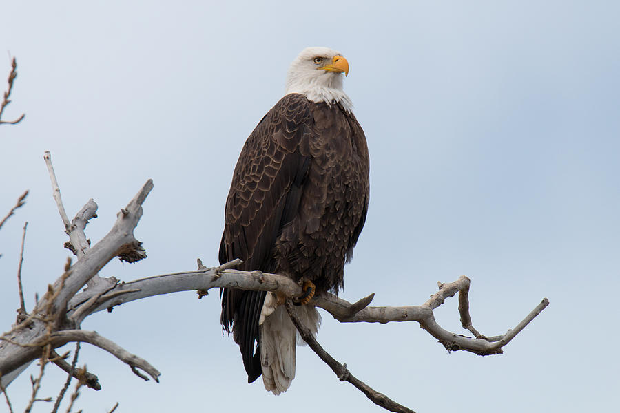 Regal Bald Eagle Photograph by Tony Hake
