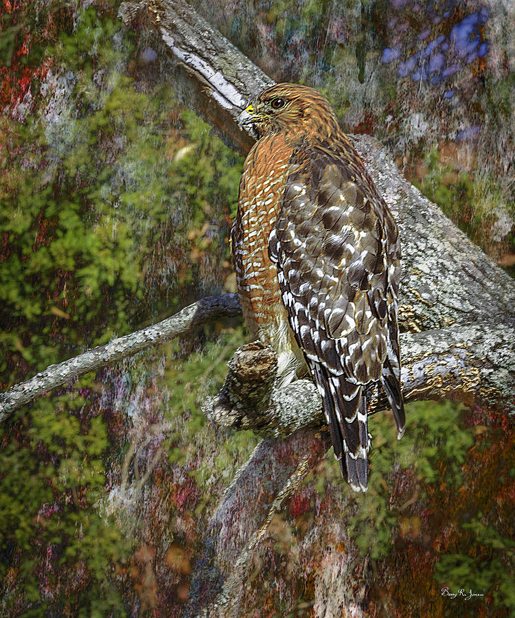 Animal - Bird - Hawk - Regal Photograph by Barry Jones