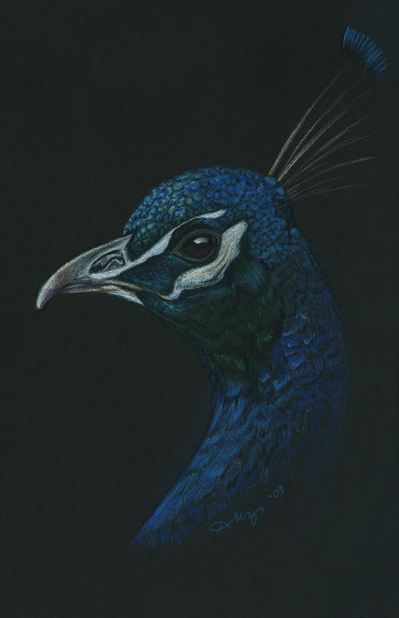 Peacock Drawing - Regal Bird by Kristee Mays