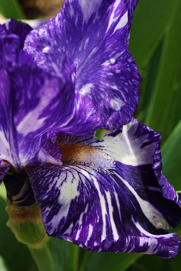 Regal Blue Iris Photograph by Bruce Bley