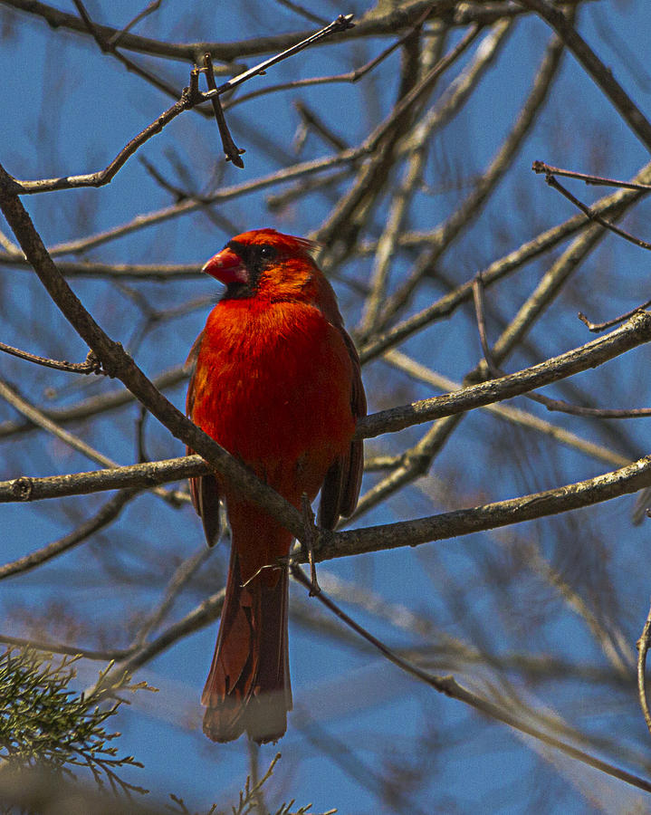 Regal Cardinal Photograph by Barry Jones