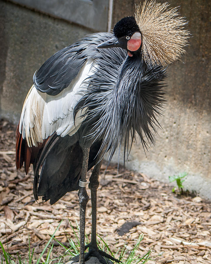 Stork Photograph - Regal Crowned Crane by Dawn Romine