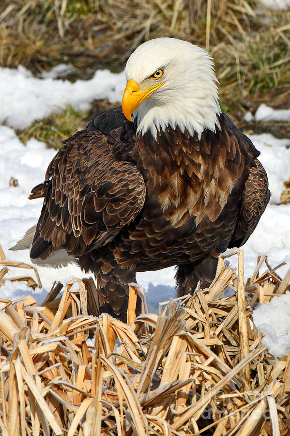 Regal Eagle Photograph by Bill Singleton